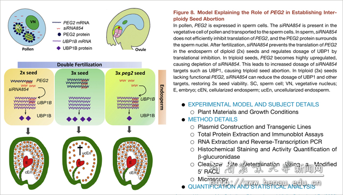 ������siRNA��������Ŵ�����ֲ���������ֳ�ϰ�������ģ��