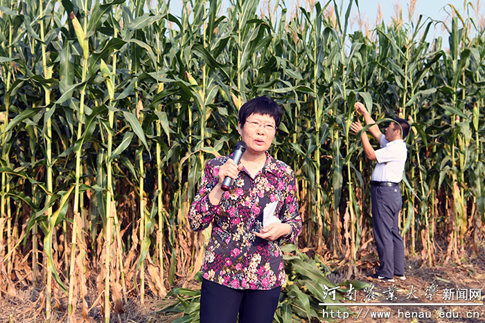 省玉米产业体系首席科学家、斗鱼直播
李玉玲教授介绍青贮玉米生产情况 省玉米产业体系首席科学家、斗鱼直播
李玉玲教授介绍青贮玉米生产情况